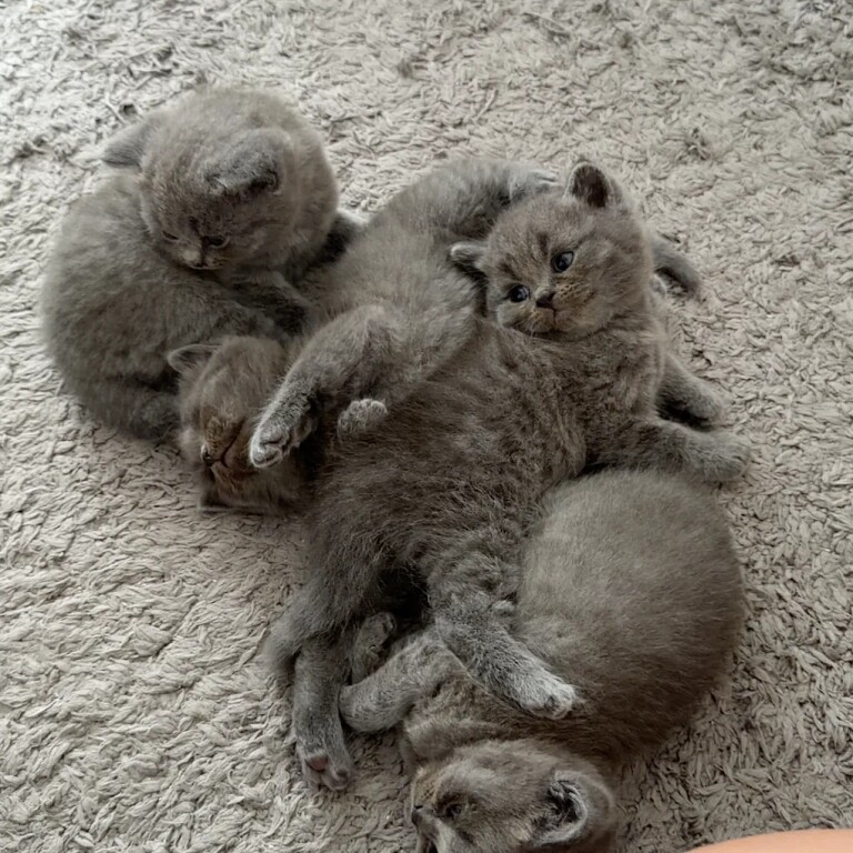 British shorthair kittens for sale - 3 boys 1 girl - Image 5 of 5