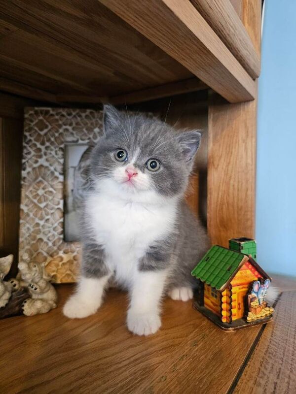 British shorthair kittens for sale