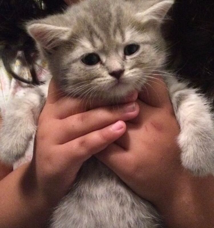 British shorthair kittens forsale