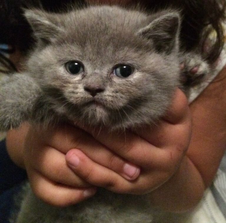 British shorthair kittens forsale - Image 2 of 5