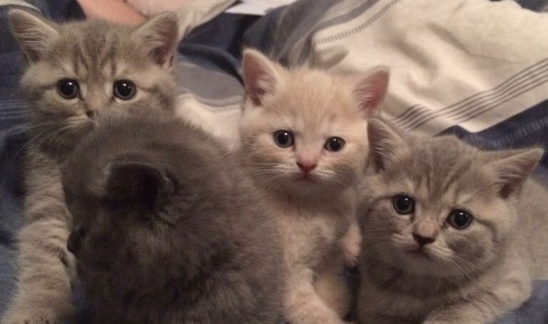 British shorthair kittens forsale - Image 3 of 5