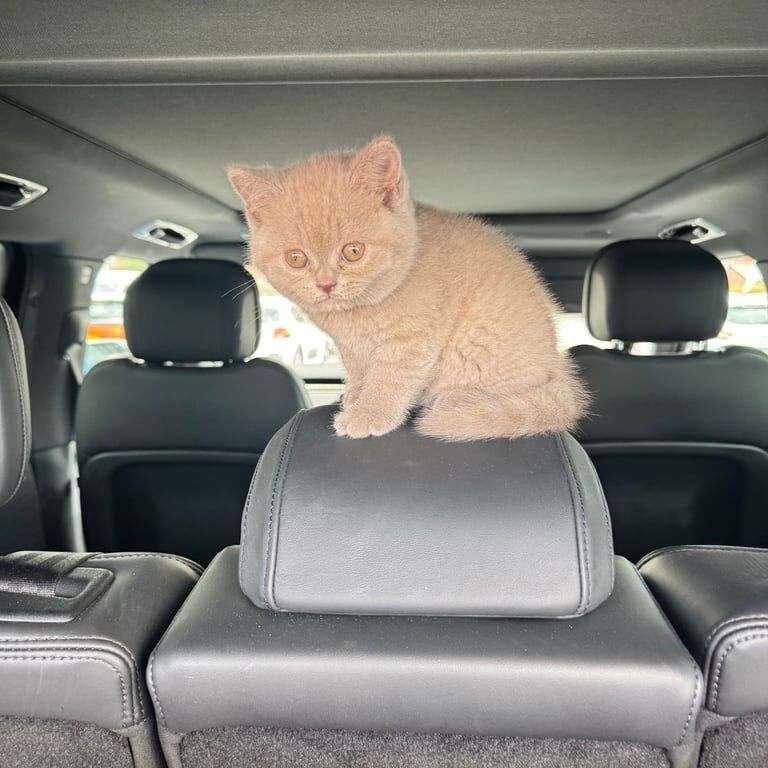 British Shorthair kittens for sale in Sherwood, Nottinghamshire – 8 weeks old