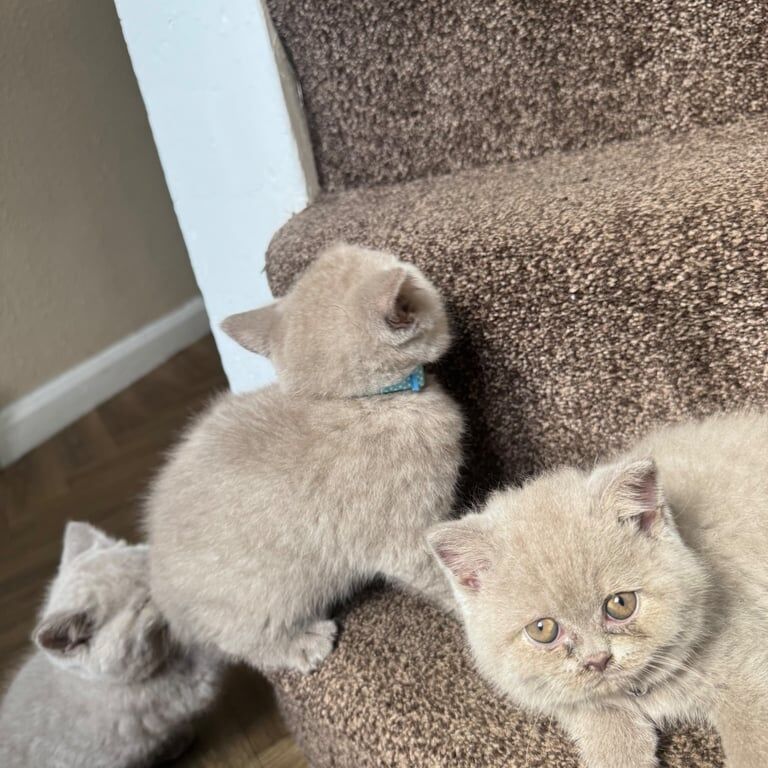 British Shorthair kittens full breed (Lilac) - Image 2 of 3
