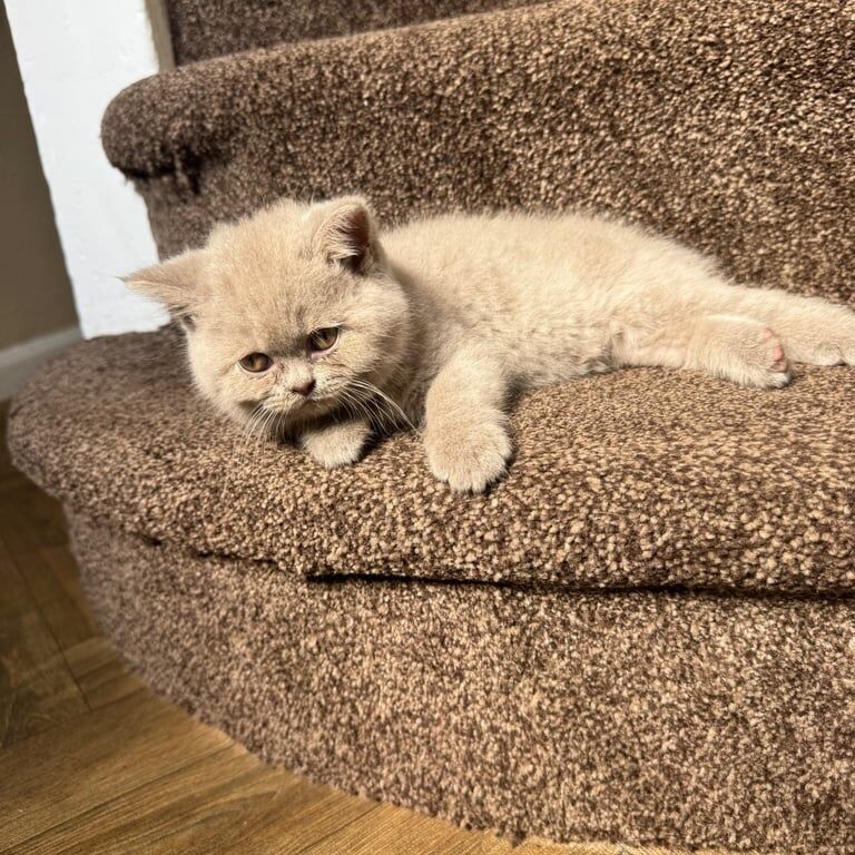 British Shorthair kittens full breed (Lilac) - Image 3 of 3