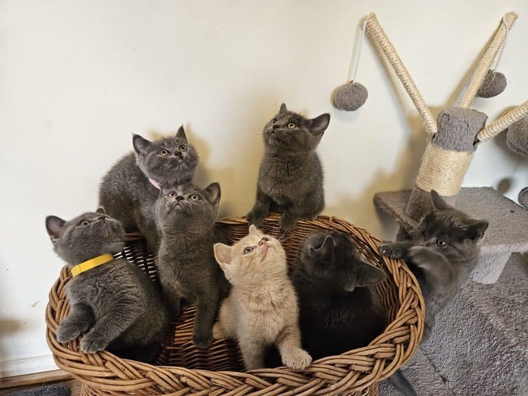 British Shorthair Kittens Full Pedigree Parents for sale in Peterborough, Cambridgeshire