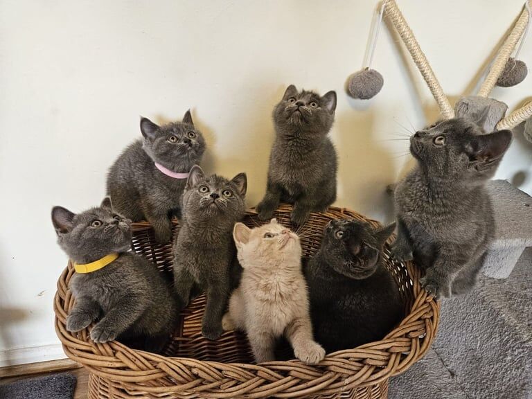 British Shorthair Kittens Full Pedigree Parents for sale in Peterborough, Cambridgeshire | Image 2