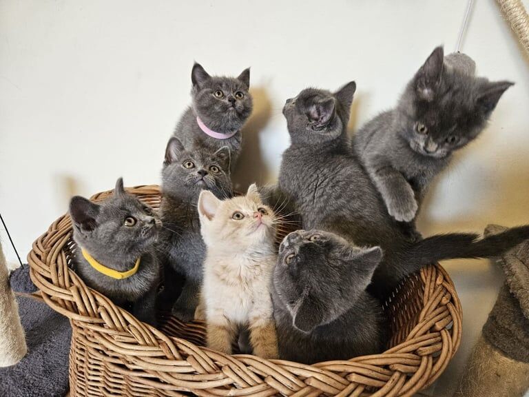 British Shorthair Kittens Full Pedigree Parents for sale in Peterborough, Cambridgeshire | Image 3