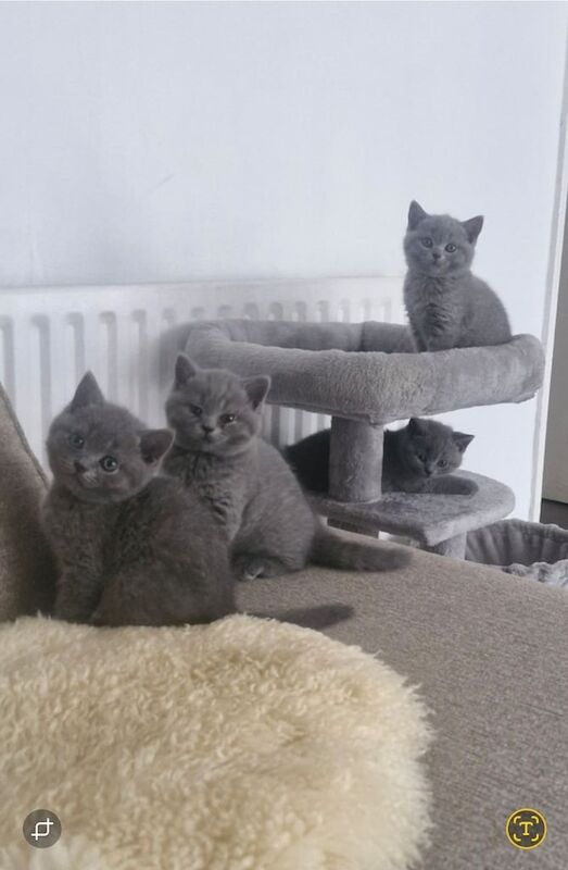 British Shorthair kittens for sale in Leytonstone, Greater London – 8 weeks old