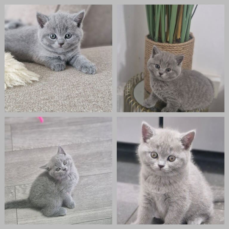 British Shorthair kittens for sale in Leytonstone, Greater London – 8 weeks old - Image 2 of 3