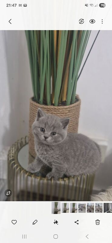 British Shorthair kittens for sale in Leytonstone, Greater London – 8 weeks old - Image 3 of 3