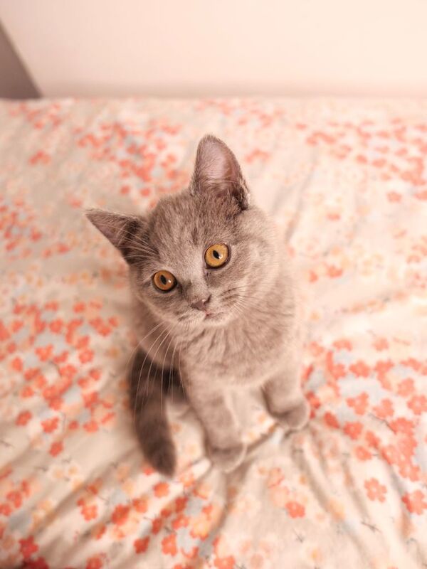 British Shorthair kittens for sale in Roath Park, South Glamorgan – 11 weeks old