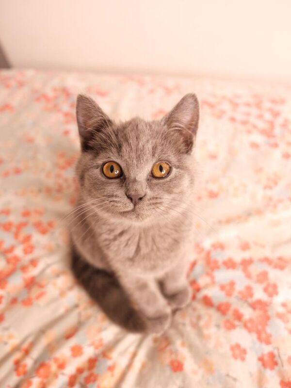 British Shorthair kittens for sale in Roath Park, South Glamorgan – 12 weeks old - Image 2 of 4