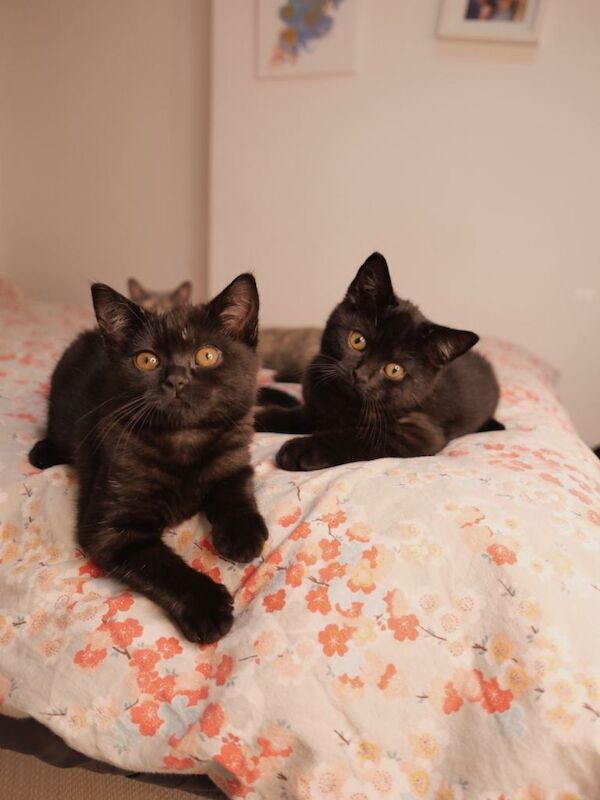 British Shorthair kittens for sale in Roath Park, South Glamorgan – 12 weeks old - Image 3 of 4