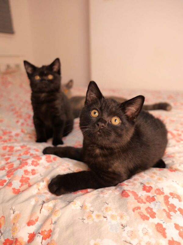 British Shorthair kittens for sale in Roath Park, South Glamorgan – 12 weeks old - Image 4 of 4