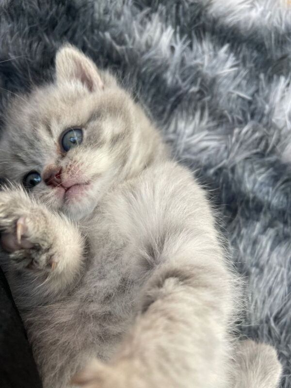 British shorthair kittens LAST FEW AVAILABLE