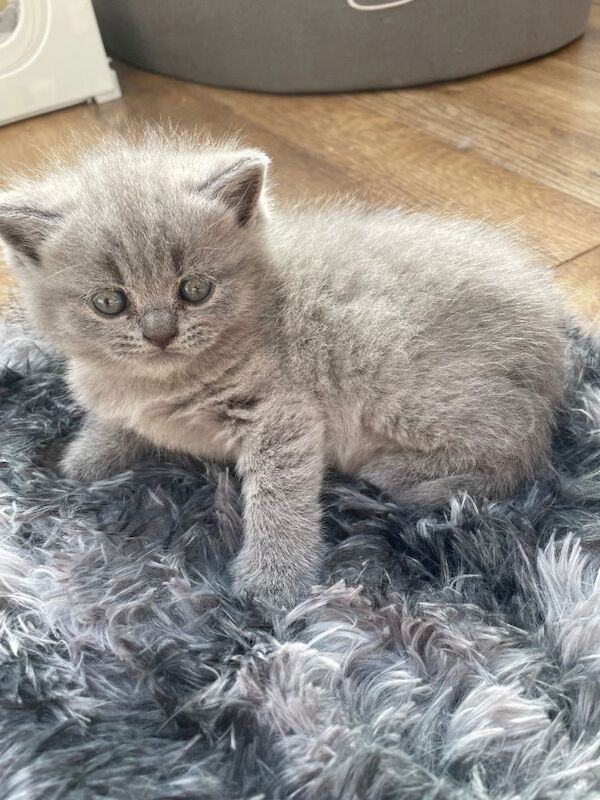 British shorthair kittens LAST FEW AVAILABLE - Image 2 of 4