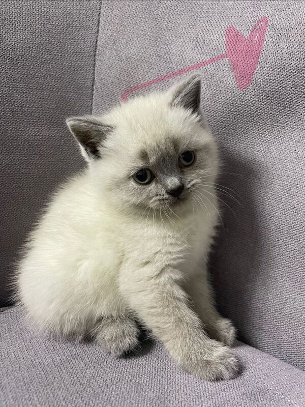 British shorthair kittens LAST FEW AVAILABLE - Image 3 of 4