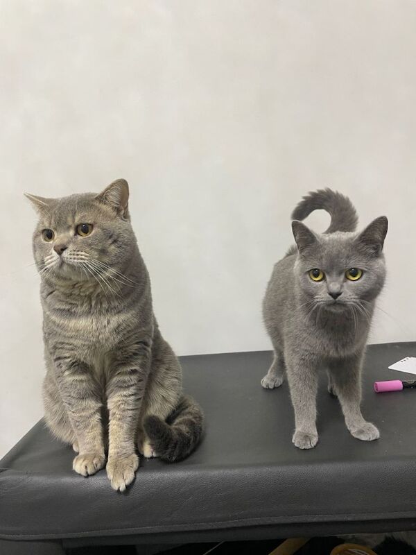 British shorthair kittens LAST FEW AVAILABLE - Image 4 of 4