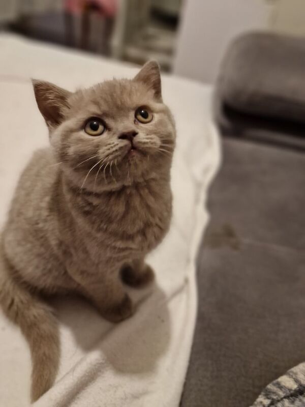 British Shorthair kittens for sale in Rotherham, South Yorkshire – 7 weeks old - Image 2 of 3