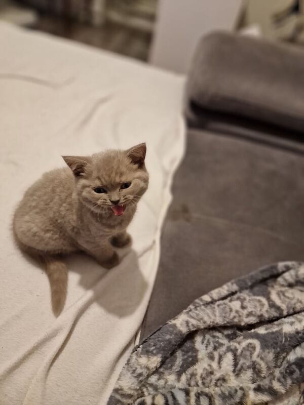 British Shorthair kittens for sale in Rotherham, South Yorkshire – 7 weeks old - Image 3 of 3