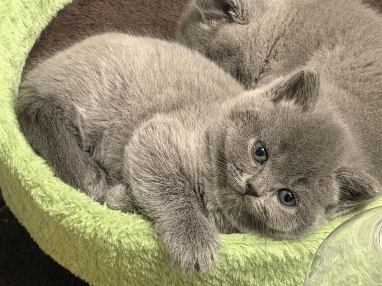 British Shorthair Kittens For Sale