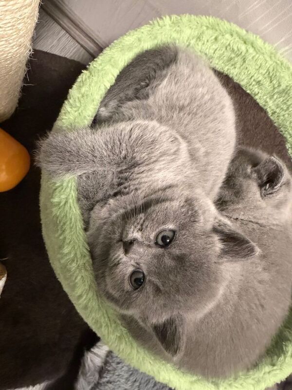 British shorthair kittens only 3 left ready to go now - Image 2 of 4