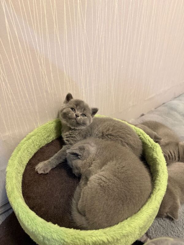 British shorthair kittens only 3 left ready to go now - Image 3 of 4