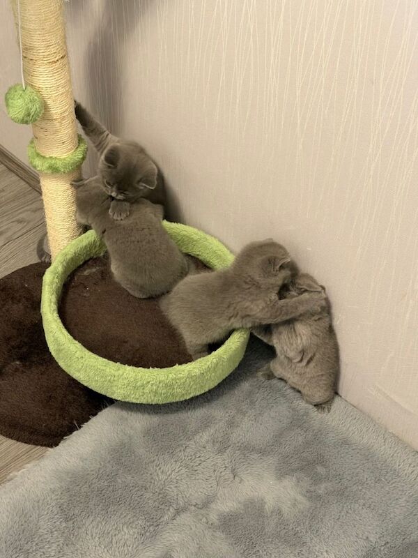 British shorthair kittens only 3 left ready to go now - Image 4 of 4