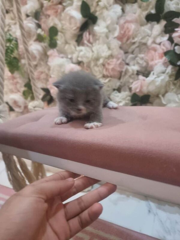 British Shorthair kittens for sale in Redbridge, Greater London – 2 weeks old - Image 3 of 6