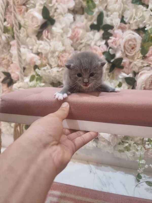 British Shorthair kittens for sale in Redbridge, Greater London – 2 weeks old - Image 6 of 6