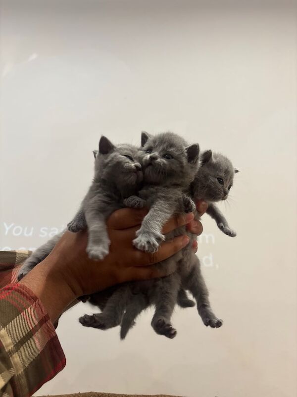 British Shorthair kittens for sale in London – 4 weeks old