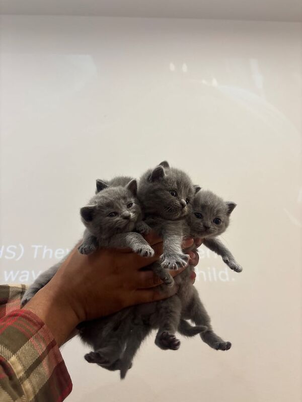 British Shorthair kittens for sale in London – 4 weeks old - Image 2 of 3