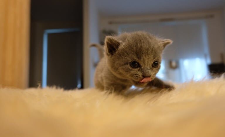 British Shorthair kittens for sale in London – 4 weeks old - Image 3 of 3