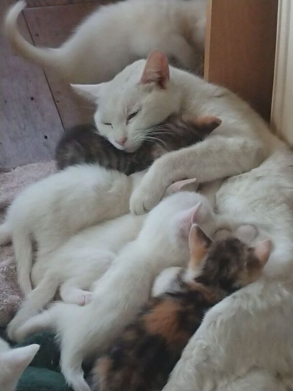 British Shorthair kittens - ready end of May for sale in Beck Row, Suffolk