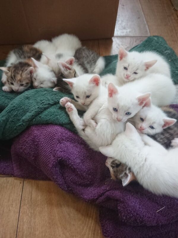 British Shorthair kittens - ready end of May for sale in Beck Row, Suffolk - Image 2
