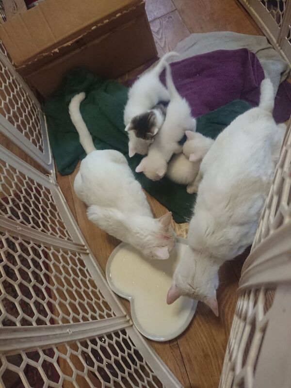 British Shorthair kittens - ready end of May for sale in Beck Row, Suffolk - Image 3