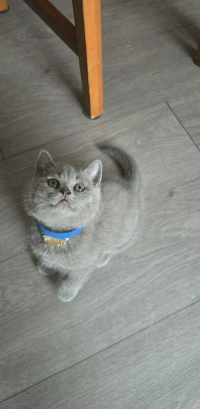 British shorthair kittens - ready now