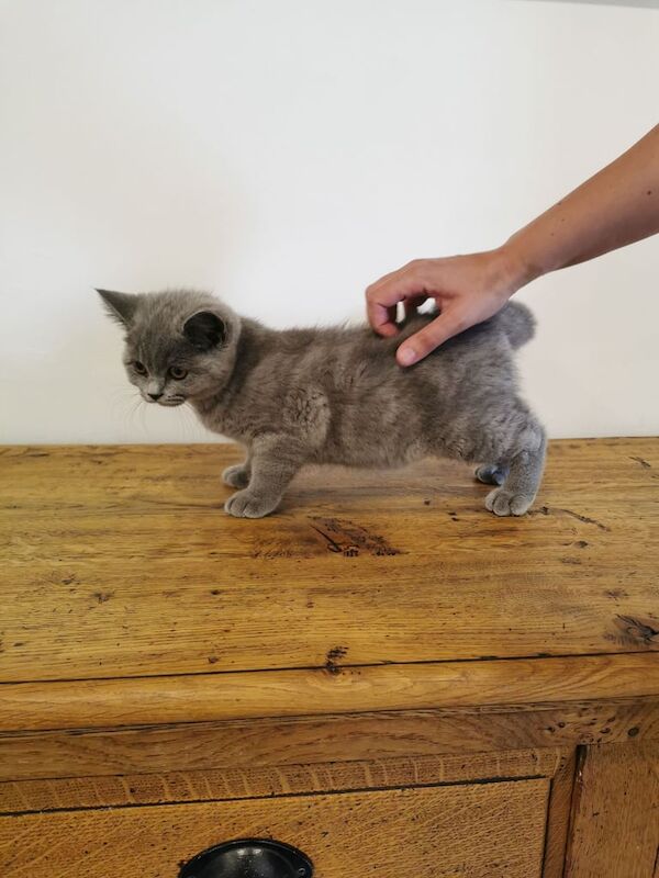 British Shorthair kittens for sale in Market Rasen, Lincolnshire – 3 months old