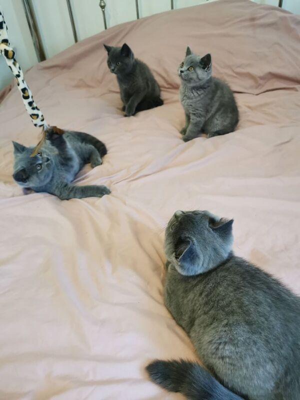 British Shorthair kittens for sale in Market Rasen, Lincolnshire – 3 months old - Image 3 of 3
