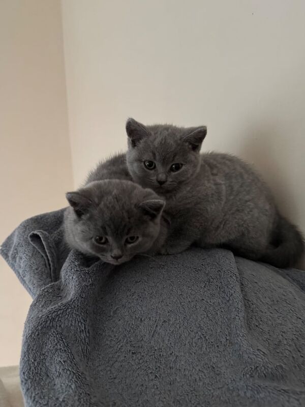 British shorthair light grey. for sale in Collier's Wood, Greater London