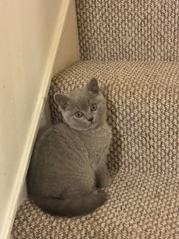 British shorthair light grey. for sale in Collier's Wood, Greater London | Image 2