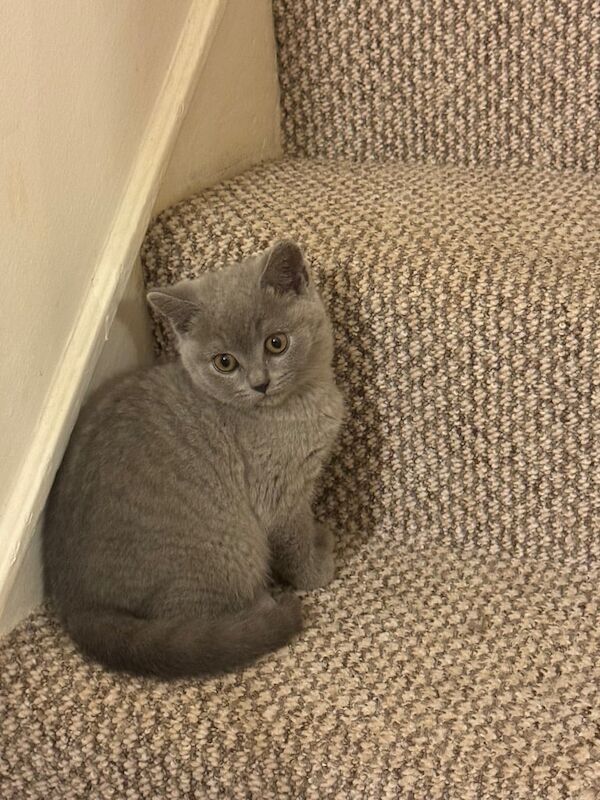 British shorthair light grey. for sale in Collier's Wood, Greater London | Image 3