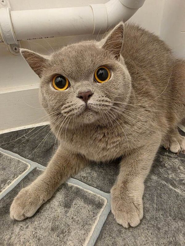 British Shorthair kittens for sale in Lowestoft, Suffolk – 2 years old