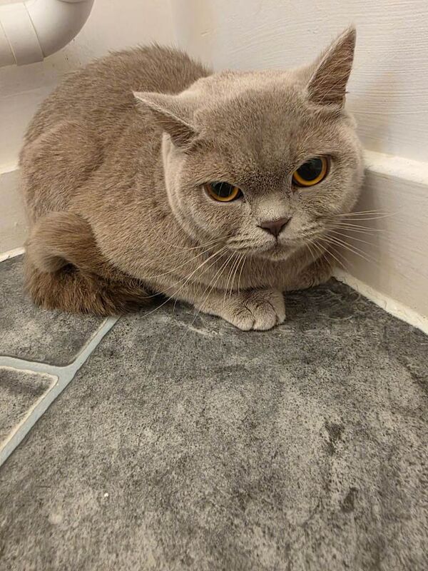 British Shorthair kittens for sale in Lowestoft, Suffolk – 2 years old - Image 3 of 3