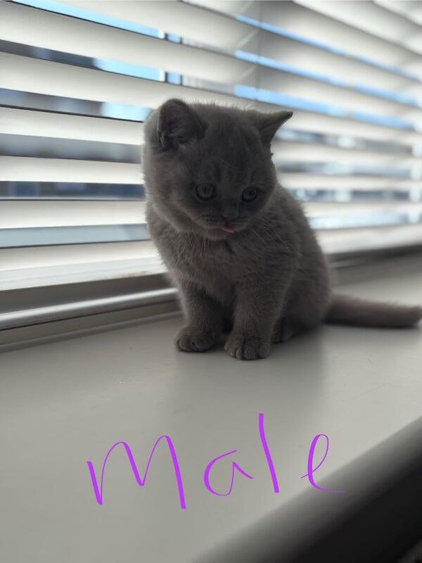 British shorthair longhair kittens for sale in Bradford, West Yorkshire