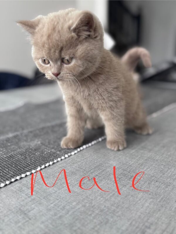 British shorthair longhair kittens for sale in Bradford, West Yorkshire - Image 2
