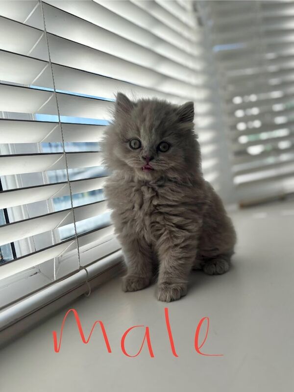 British shorthair longhair kittens for sale in Bradford, West Yorkshire - Image 3