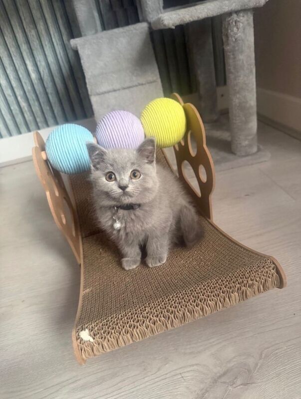 British Shorthair / Longhair Kittens