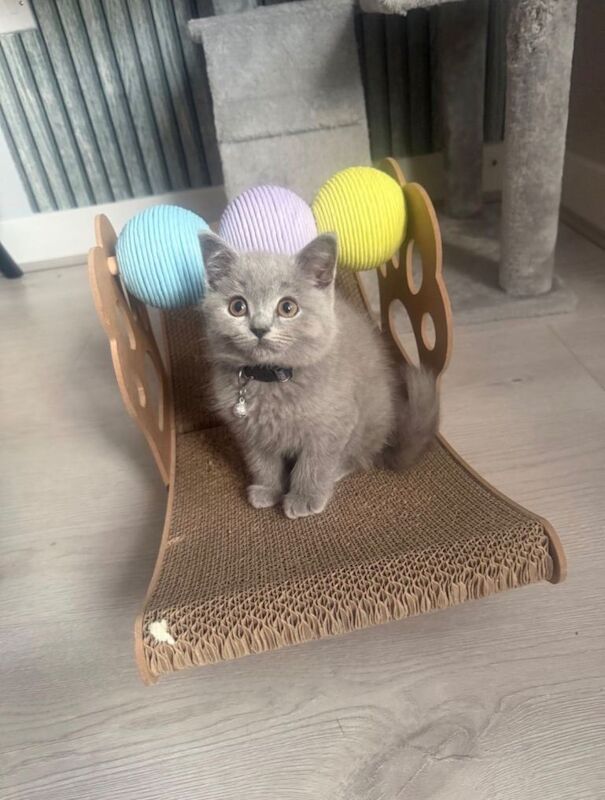 British Shorthair / Longhair Kittens - Image 3 of 3