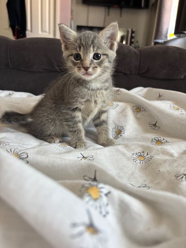 British shorthair Male for sale in Swindon, Wiltshire